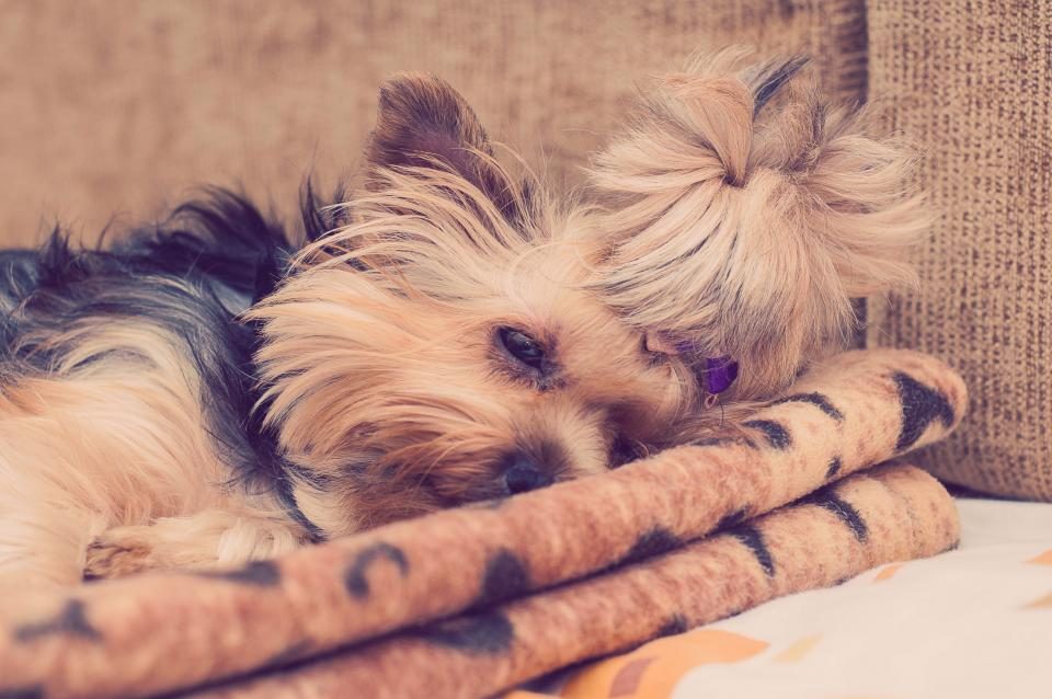 Yorkie Yorkshireterrier