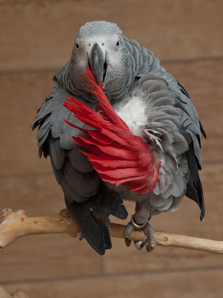 African grey parrot bird
