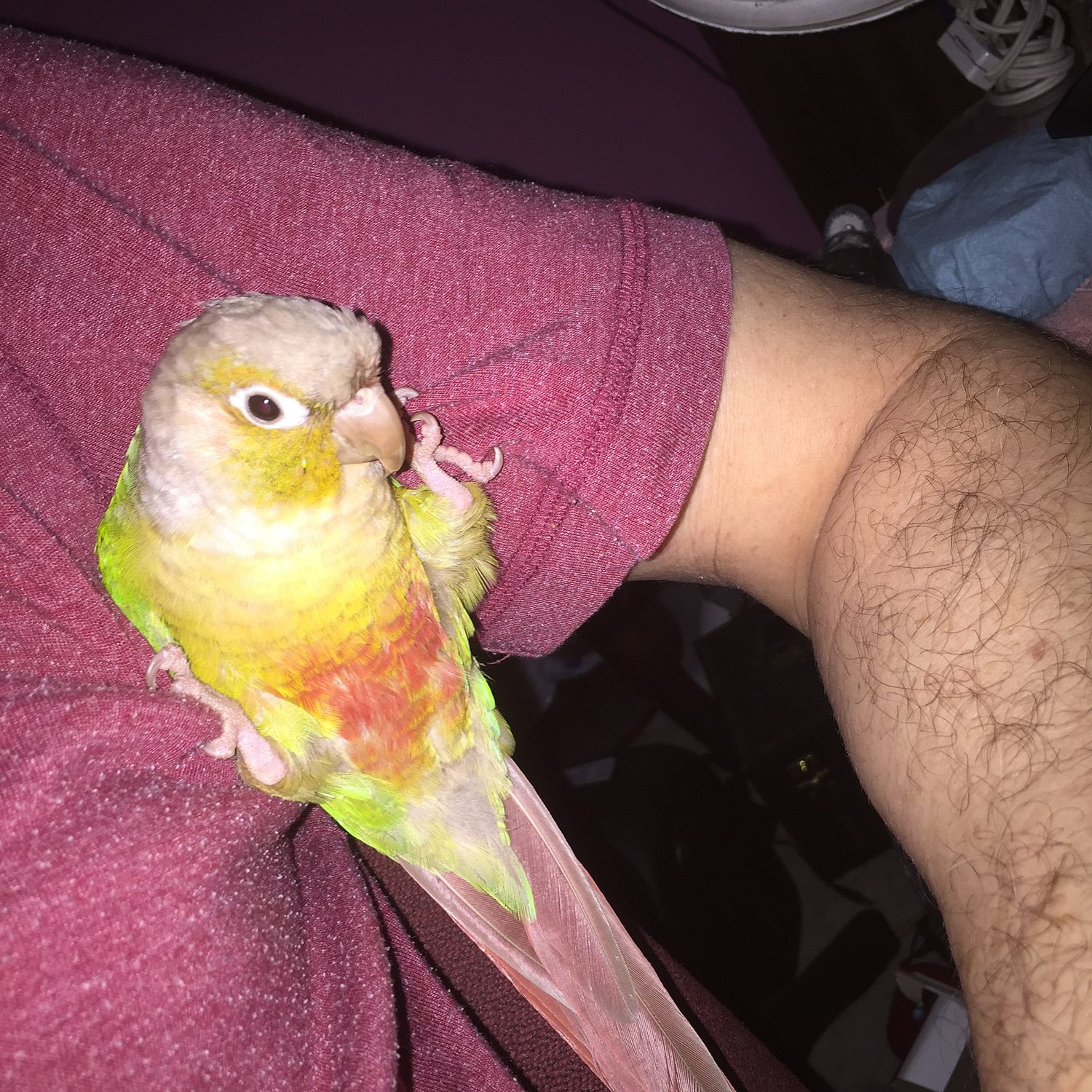Green-Cheek (Pineapple Conure)